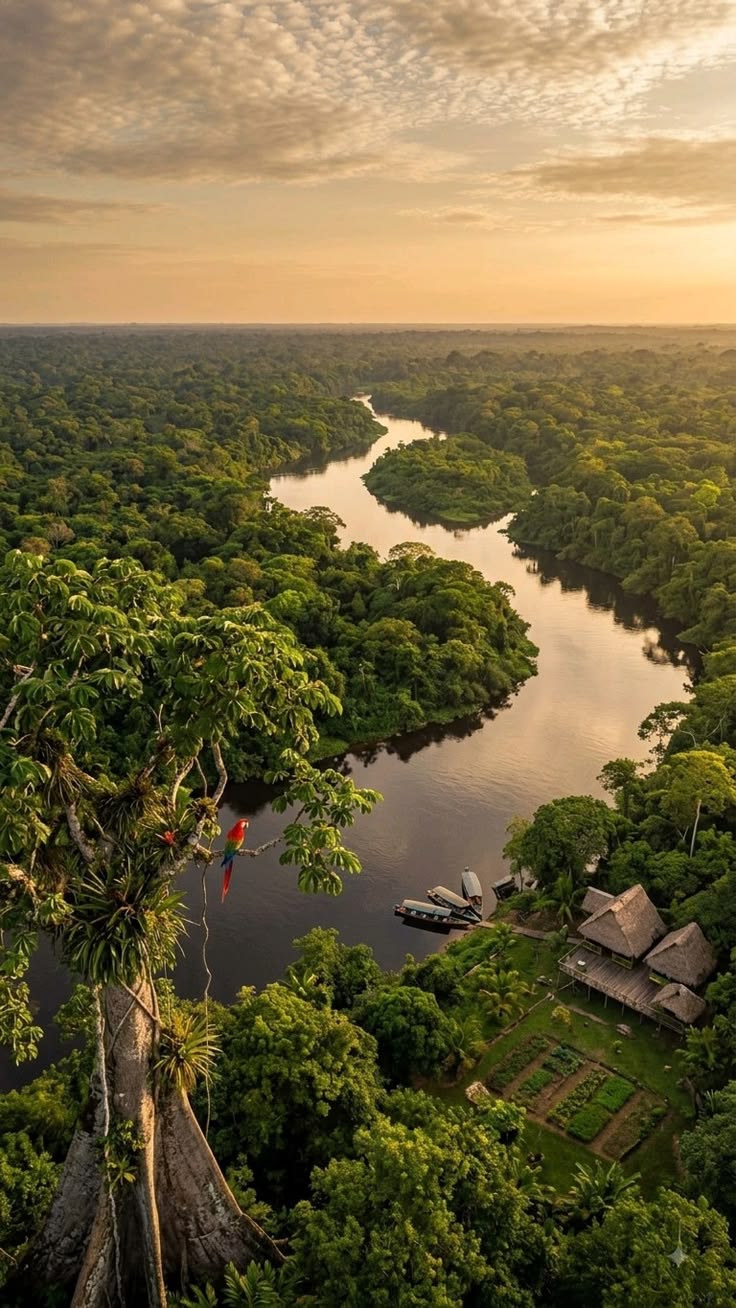 Amazonie